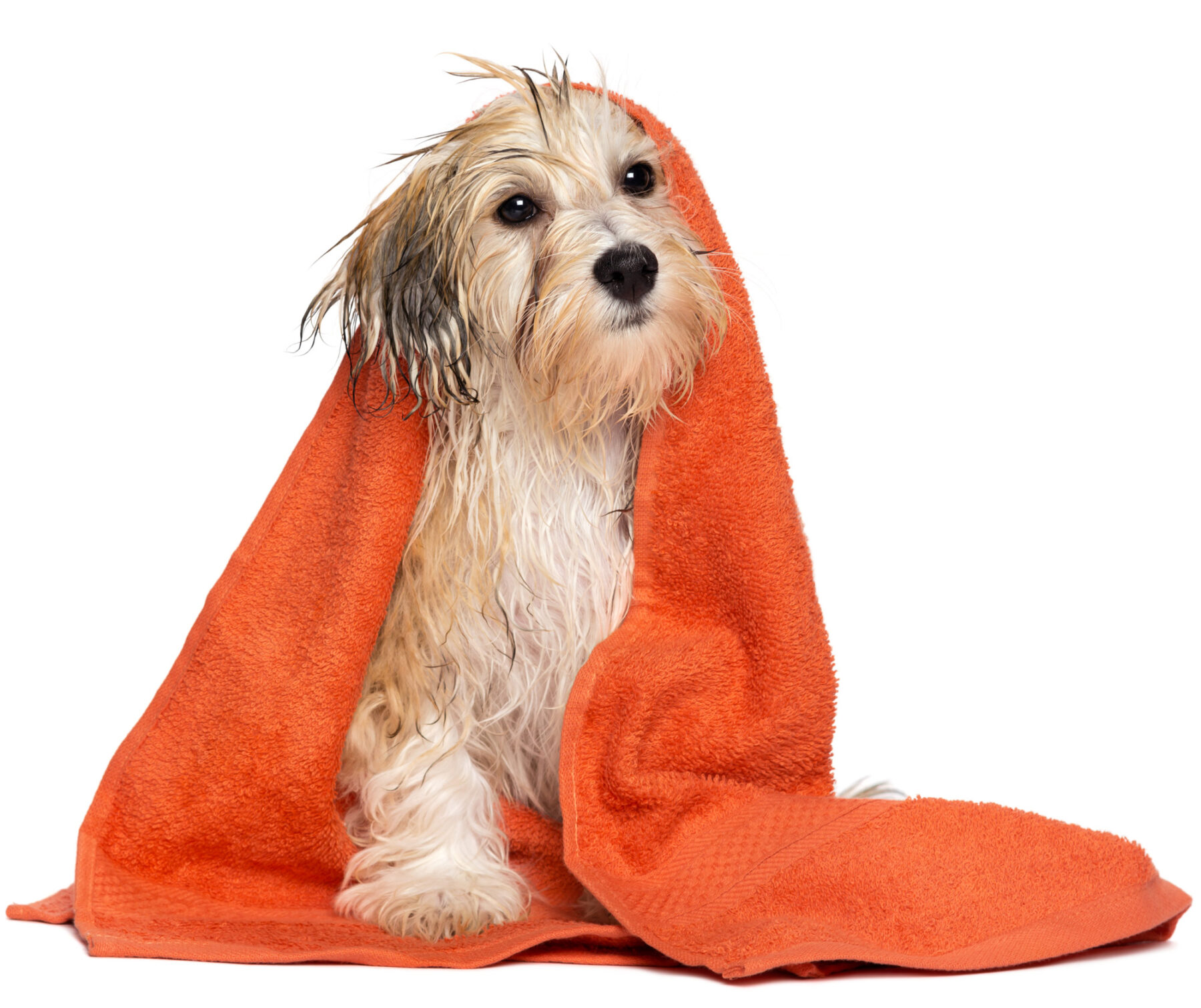 Bath and dry dog grooming services
