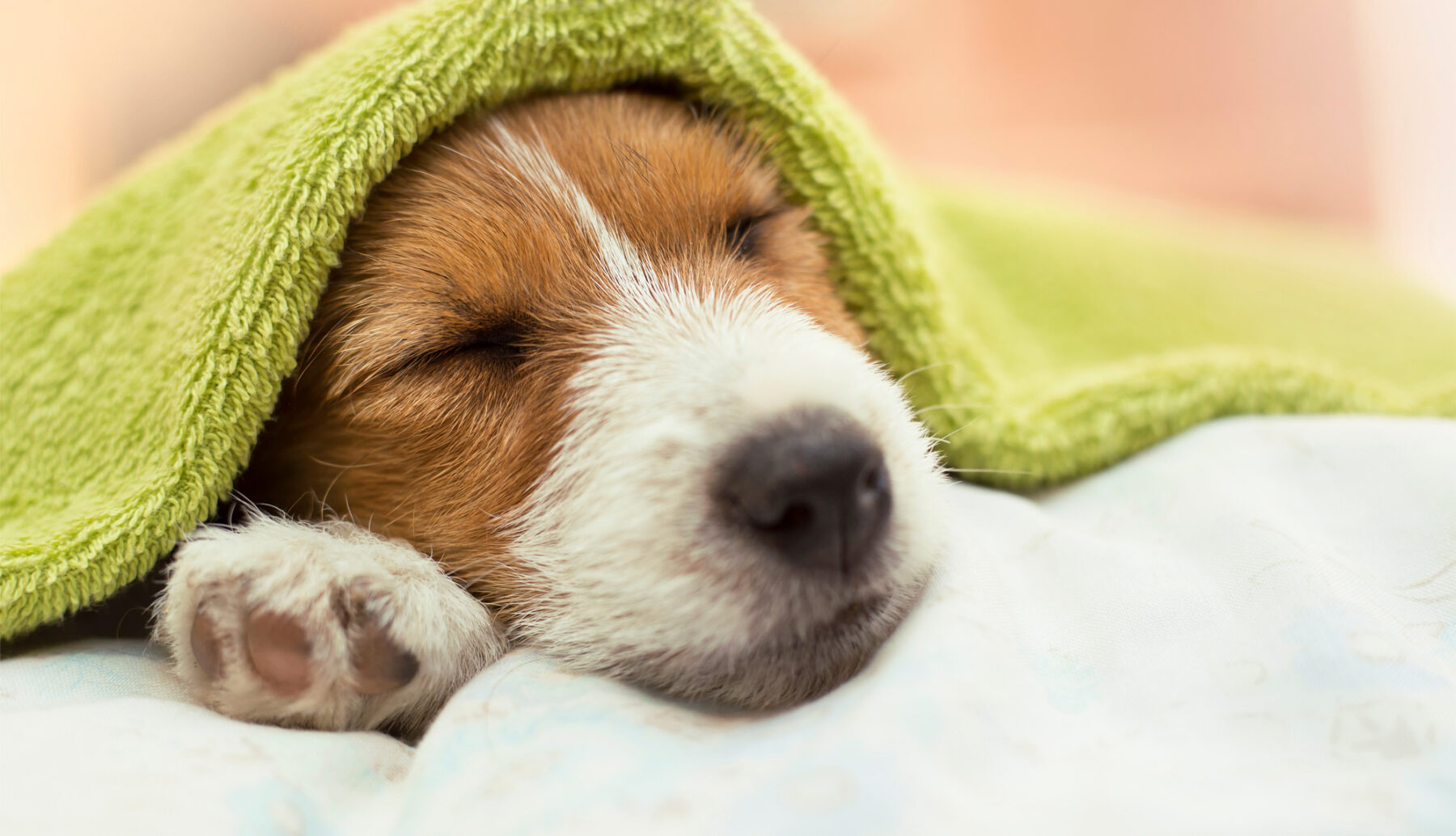 puppy in a blanket