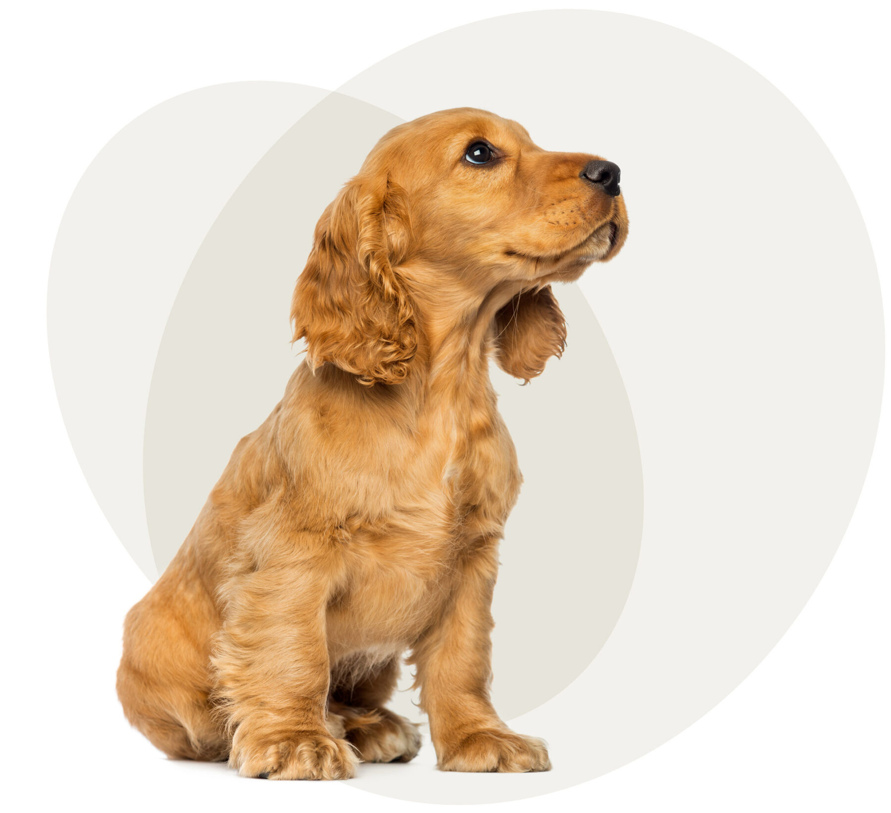 reviews of Scruffs Dog Grooming