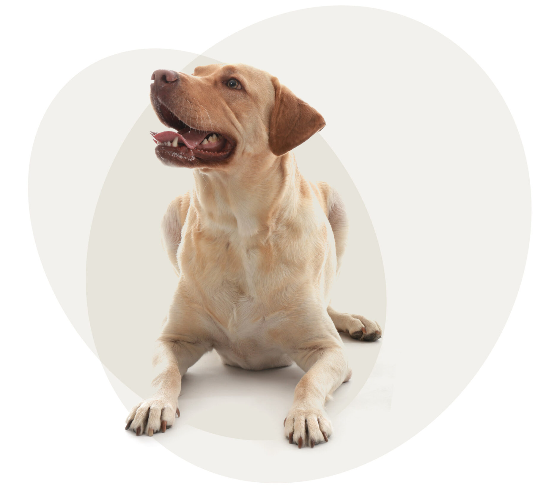 Fantastic dog grooming services