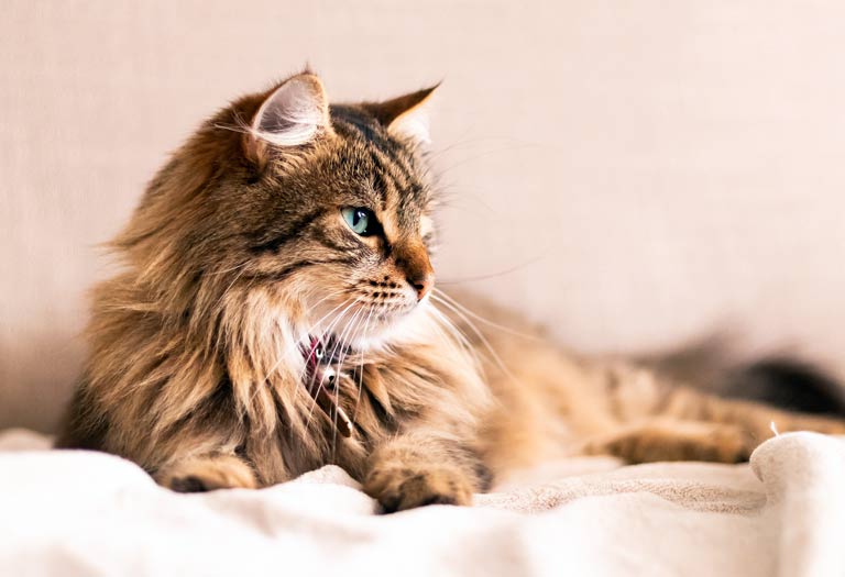 Cat having been groomed