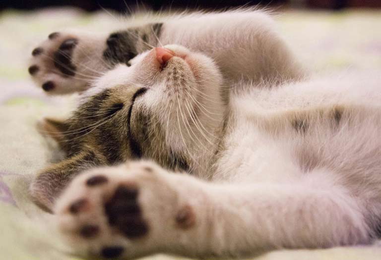 Playful kitten