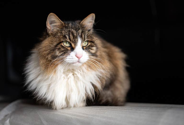 Cat waiting to be groomed