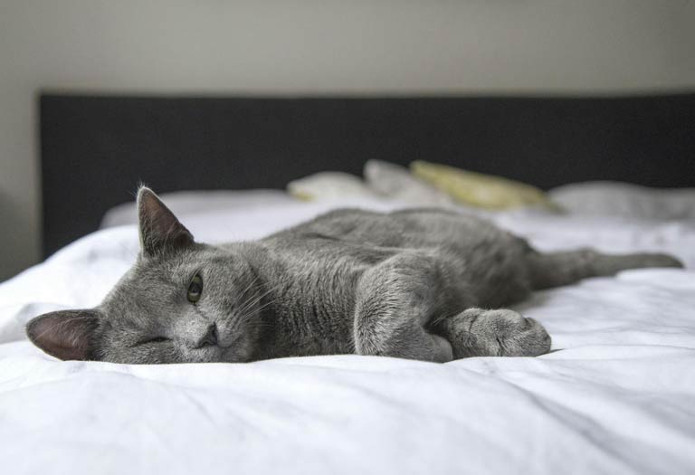 Sleepy cat