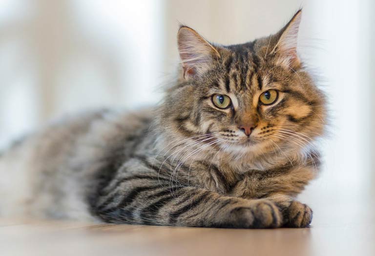 Cat grooming in hampshire