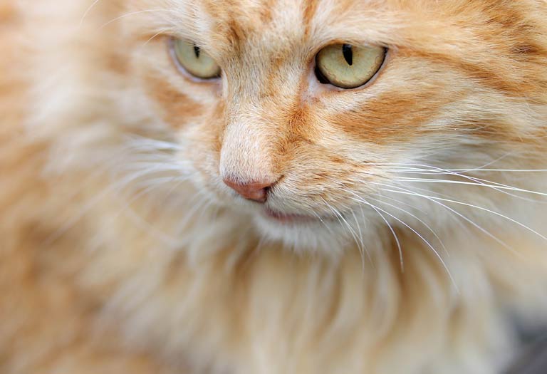 Ginger cat
