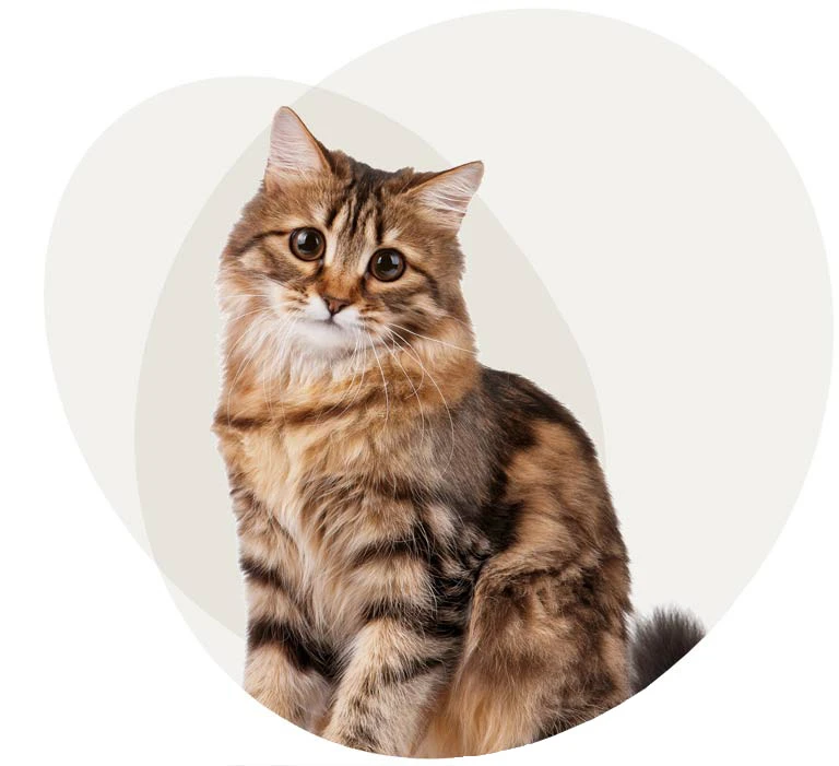 Cat Grooming